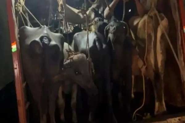 ಉಪ್ಪಿನಂಗಡಿ : ಅಕ್ರಮ ಜಾನುವಾರು ಸಾಗಾಟ, ಇಬ್ಬರ ಬಂಧನ